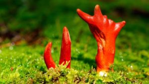 恐怖の毒キノコ7選