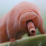 実在する不死の動物7選