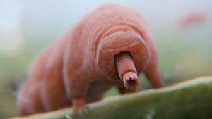 実在する不死の動物7選