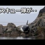 岩に引っかかたシャチを助けた、レスキュー隊の行動に涙…