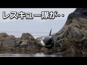 岩に引っかかたシャチを助けた、レスキュー隊の行動に涙…