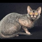 怪物のような動物8選