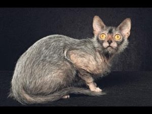 怪物のような動物8選