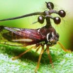 注目すべき珍しい昆虫トップ9