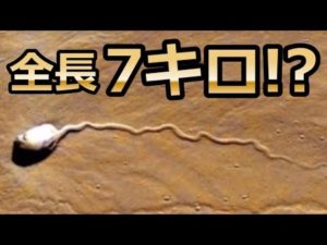 NASAも驚愕!火星で発見された衝撃画像5選