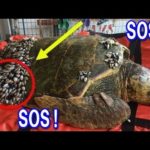 ウミガメからのSOS…調査で分かった衝撃の実態