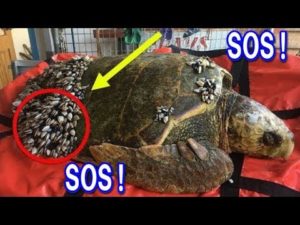 ウミガメからのSOS…調査で分かった衝撃の実態