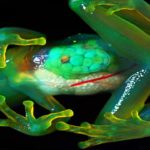 世界の驚きのカエルTOP10