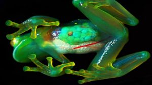 世界の驚きのカエルTOP10