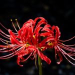 身近に生えている危険な有毒植物TOP10