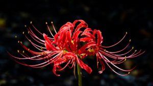 身近に生えている危険な有毒植物TOP10