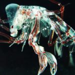 驚異の透明生物TOP14