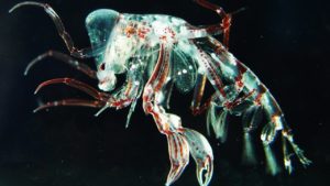 驚異の透明生物TOP14