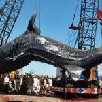 世界で捕獲された最も大きい獲物 TOP9