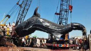 世界で捕獲された最も大きい獲物　TOP9