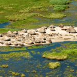 アフリカ大陸最大のスッド湿地に居住しているナイロート族