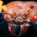 動物をゾンビに変える5つの寄生生物