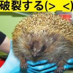 人間にはない動物限定の症候群8選