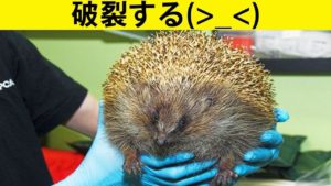 人間にはない動物限定の症候群8選