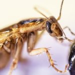 NASAは何のために貴重な月の土壌をゴキブリに食べさせたのか？