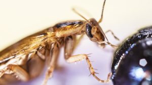 NASAは何のために貴重な月の土壌をゴキブリに食べさせたのか？