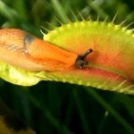 動物を食べる肉食植物！