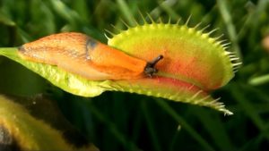 動物を食べる肉食植物！
