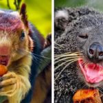 あなたがまだ知らないかわいすぎる動物たち