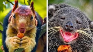 あなたがまだ知らないかわいすぎる動物たち