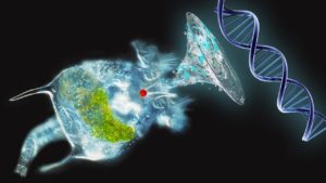 遺伝子を盗む生き物－ワムシ