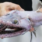 最も奇妙な深海生物トップ５！