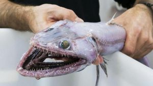 最も奇妙な深海生物トップ５！