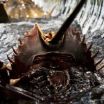 現存する地球最古の生物