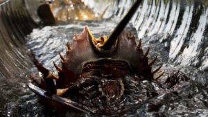 現存する地球最古の生物