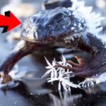 並外れた適応メカニズムを持つ動物トップ７