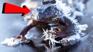 並外れた適応メカニズムを持つ動物トップ７