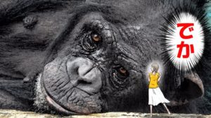 【漫画】かつて地球には巨人が住んでいた？その真相とは？！