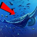 カンブリア爆発―なぜ生物は増えたのか