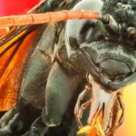 注目すべき珍しい昆虫トップ9