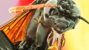 注目すべき珍しい昆虫トップ9