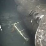 水中世界の謎トップ5
