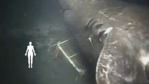 水中世界の謎トップ5