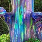 壮大すぎる！世界で最も驚くべき木８選