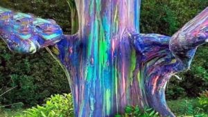 壮大すぎる！世界で最も驚くべき木８選