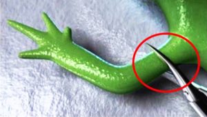 動物たちの驚くべき特殊能力 トップ7