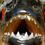 要注意！ヒトにとって危険な魚 トップ６！