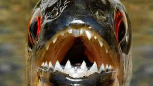 要注意！ヒトにとって危険な魚 トップ６！