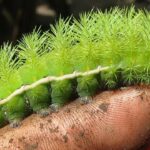 絶対に関わりたくない危険な昆虫 トップ6!