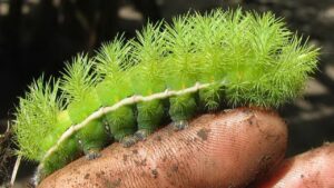 絶対に関わりたくない危険な昆虫 トップ６！