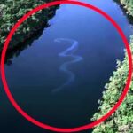 アマゾンの驚異的かつ危険な動物 トップ６！